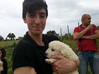 abruzzese shepherd dog puppy